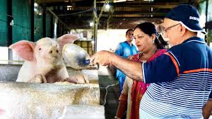 Pig Farming in India